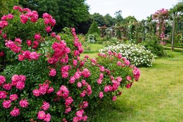 Scene of beautiful pink roses blooming in the rose garden.　