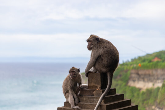 Monkeys sitting on the fence at Uluwatu cliff, Bali, Indonesia