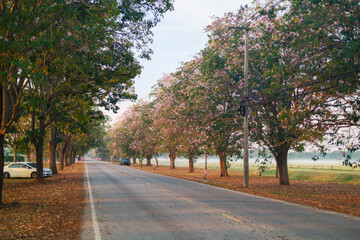 Naklejka premium Row of Pink Trumpet Tree, Rosy Trumpet Tree, Tabebuia Rosea blooming over asphalt road in foggy morning