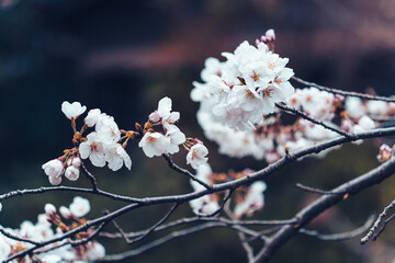 Cherry blossom or Sakura blooming on twig during springtime
