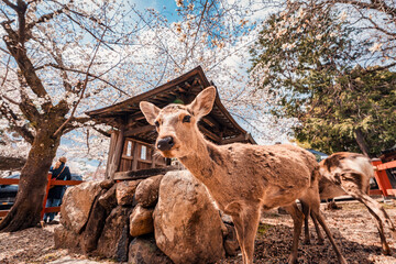 Brown deer strolling under sakura tree blooming in garden of shrine during springtime