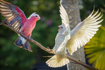 A dramatic encounter between a Galah and a Little Corella unfolds on a tree branch in Burleigh Heads, Queensland, their wings spread wide as golden sunlight illuminates their striking feathers. © Shirley and Johan