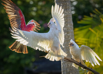 A dramatic encounter between a pink Galah and two Little Corella unfolds on a tree branch in...