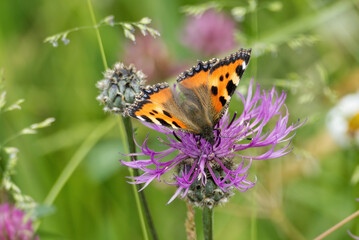 Obraz premium Small tortoiseshell butterfly (Aglais urticae) sitting on a pink scabiosa in Zurich, Switzerland