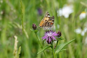 P2640842-SharpenAI-FocusAPPainted Lady (Vanessa Cardui) Butterfly sitting on a pink scabiosa in Zurich, Switzerland