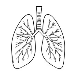 Human Lungs: A detailed line art illustration of the human respiratory system, showcasing the intricate bronchial tree within the lungs against a white background.