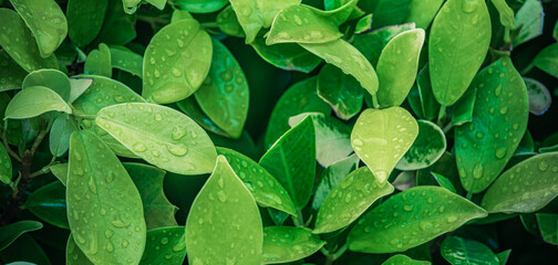 Amazing top view close-up of green leaf with fresh rain drops. Vibrant nature macro photography water droplets, natural freshness, peaceful outdoor. Ecology botany. Summer green leaves wallpaper view