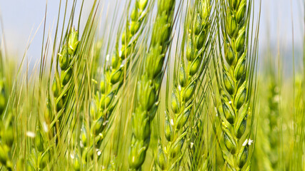Close-up of Young green wheat growing in an agricultural field, symbolizing sustainable farming, natural growth, and food production