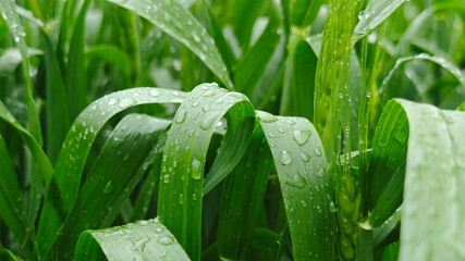 Close-up of green wheat leaves with dew drops, representing freshness, healthy growth, and environmentally friendly farming