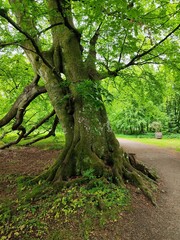 Obraz premium Ancient tree in lush forest