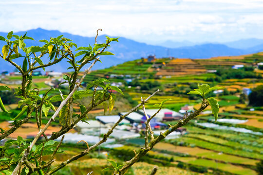 Terraced fields in Mt. Solis Atok Benguet, Philippines.