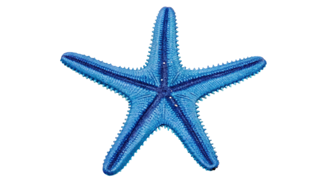 A close up view of a blue starfish with dark blue stripes on a black isolated background image shot