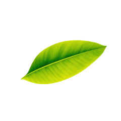 Obraz premium Banana green leaf with transparent background PNG and JPEG image