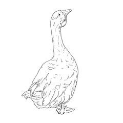 White house goose, black and white ink sketch. Vector illustration. Cute farm bird, isolated on a white background. Easter, spring, village and farm themes for the kitchen