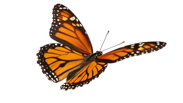 A detailed close up of a monarch butterfly with orange and black wings against a black background