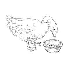 A white house goose looks into a bowl of grain, a black and white ink sketch. Vector illustration. Cute farm bird, isolated on a white background. Easter, spring, village and farm themes for kitchen