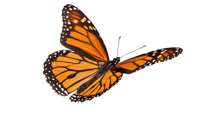 Close up shot of a monarch butterfly with vibrant orange and black wings against a black background