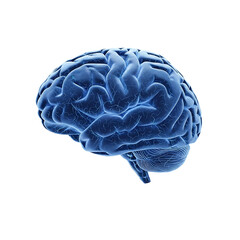 Human brain anatomy isolated on transparent background