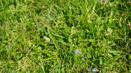 green grass background