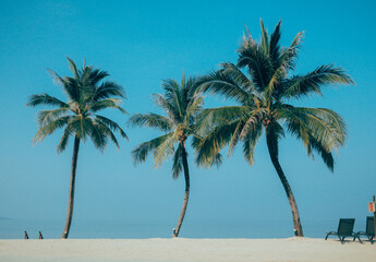palm trees on the beach