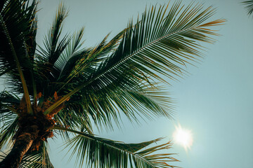 palm tree on blue sky