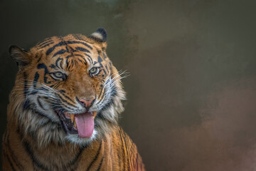 Majestic Sumatran Tiger Close Up Portrait with Open Mouth and Tongue