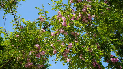 pink flowers in spring