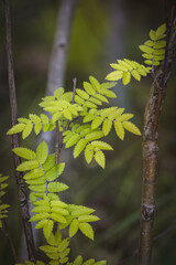 Obraz premium Green leaves on a blurred background on a sunny June day in the countryside.