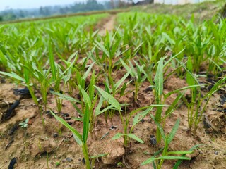 field of corn