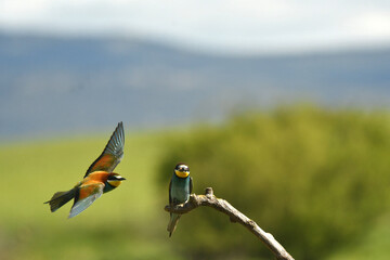abejarucos en el campo en primavera