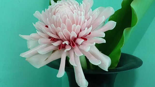 Etlingera elatior  also known as torch ginger, ginger flower, red ginger lily, torchflower, torch lily, wild ginger, honj&eacute;, combrang, kecombrang,, bunga kantan,( Philippine) wax flower, (Indonesian) t