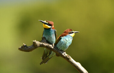 abejarucos en el campo en primavera
