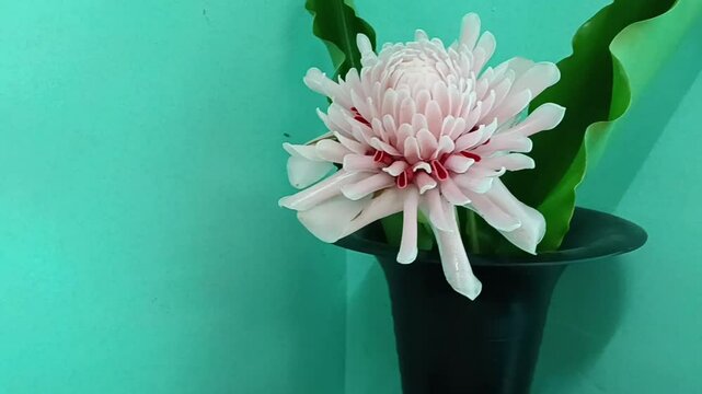 Etlingera elatior  also known as torch ginger, ginger flower, red ginger lily, torchflower, torch lily, wild ginger, honj&eacute;, combrang, kecombrang,, bunga kantan,( Philippine) wax flower, (Indonesian) t