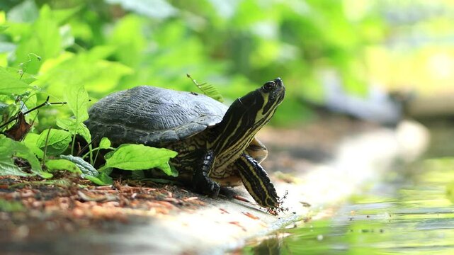 Water turtle sunbathing at the edge of the pond, flies fly around, red eared slider at the edge of the pond surrounded by green leaves , Trachemys scripta elegans
