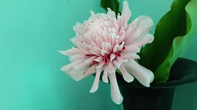Etlingera elatior  also known as torch ginger, ginger flower, red ginger lily, torchflower, torch lily, wild ginger, honj&eacute;, combrang, kecombrang,, bunga kantan,( Philippine) wax flower, (Indonesian) t