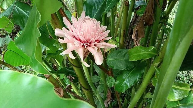 Etlingera elatior  also known as torch ginger, ginger flower, red ginger lily, torchflower, torch lily, wild ginger, honj&eacute;,tall ginger  bloom flowers close up  on tree in the nature
