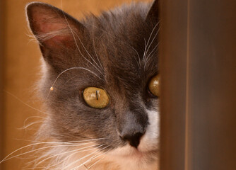 Un gato observa desde la terraza