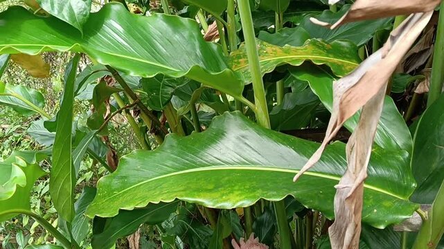 Etlingera elatior  also known as torch ginger, ginger flower, red ginger lily, torchflower, torch lily, wild ginger, honj&eacute;,tall ginger  bloom flowers close up  on tree in the nature
