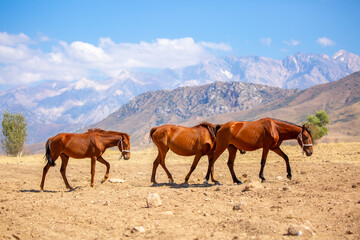 A herd of horses graze in the meadow in summer, eat grass, walk and frolic. Pregnant horses and...