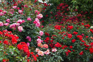 Beautiful red and pink rose flowers blooming in a garden in Nagano.