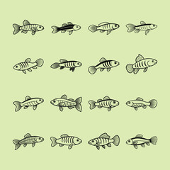 Killifish, aquarium fish line art illustration