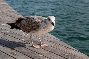 Waterfront Wildlife: A Young Gull, there is a place for an inscription nearby