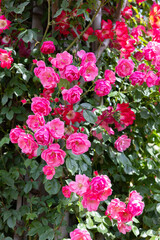 Beautiful pink cup shaped rose flowers blooming in a garden in Nagano.