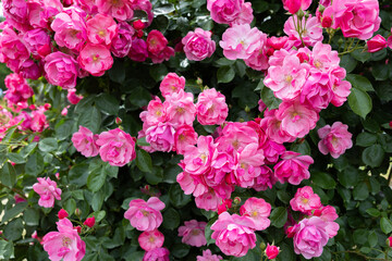 Beautiful pink cup shaped rose flowers blooming in a garden in Nagano.