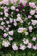 Beautiful pale pink rose flowers blooming in a garden in Nagano.