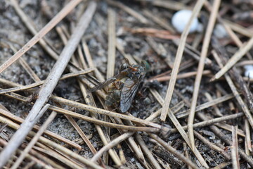 Ants on the ground in the sand carry big fly, macro shot