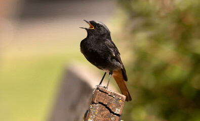 un colirrojo tizon macho