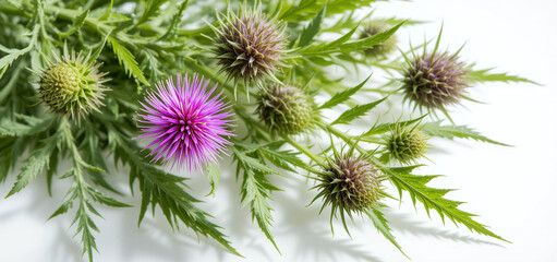 Herbal medicine plant Silybum marianum or Milk thistle isolated on white background