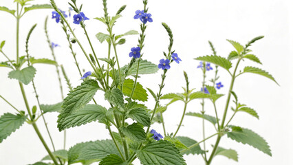 Herbal medicine plant Stachytarpheta cayennensis or Blue snakeweed on white or transparent background