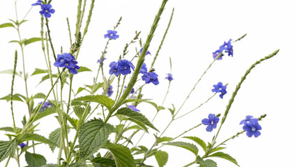 Herbal medicine plant Stachytarpheta cayennensis or Blue snakeweed on transparent background